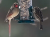 Cardinal and Goldfinch